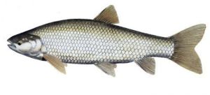 Silver Grass Carp Fish