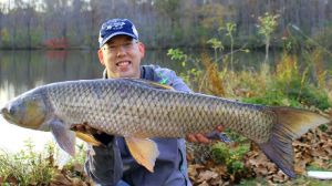 Whole Grass Carp Fish