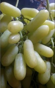 Long Green Grapes