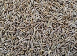 Natural Cumin Seeds