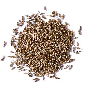 whole cumin seeds