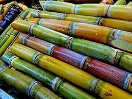 fresh sugarcane