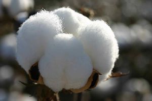 white raw cotton