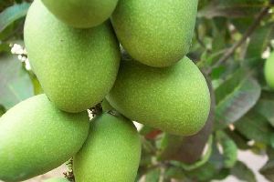 Fresh Langra Mango