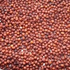 Finger Millet Seeds