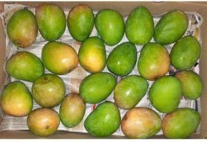 Fresh Alphonso Mango