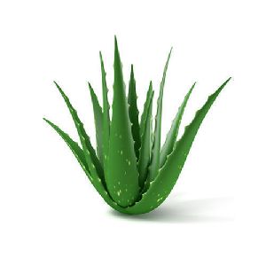 Natural Aloe Vera Leaves