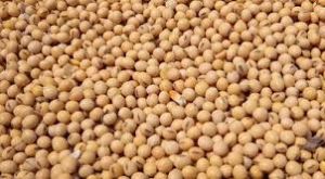 Soybean Seeds