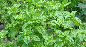 basil herbs