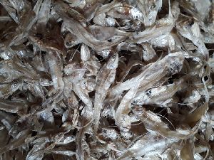 Dried Indian Anchovy Fish