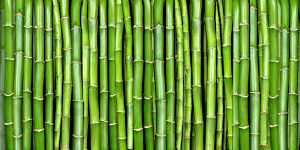 Bamboo