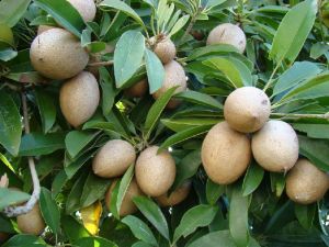 Sapodilla