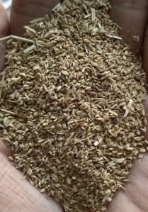 BHUSI KANNI AJWAIN SEED