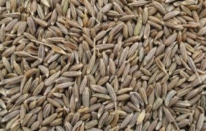 Cumin Seed