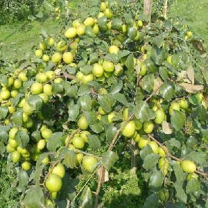 green apple ber plant