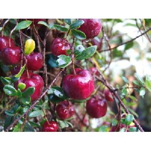 red apple ber plant