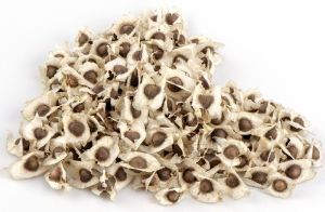 Moringa Seeds