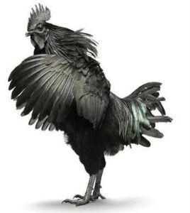 Kadaknath Chicken