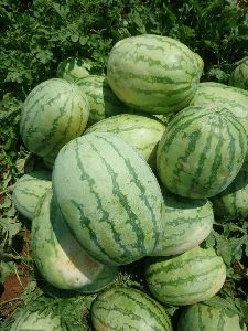 Water Melon - Namdhari