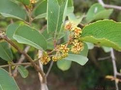 Anogeissus Latifolia Plant