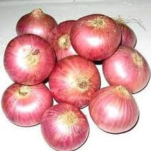 Onion