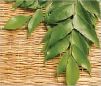 Curry Leaf