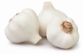 Garlic