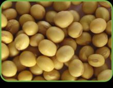 Soya Beans Seeds