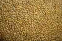 Sesbania Seed