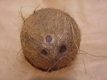 Matured Coconuts