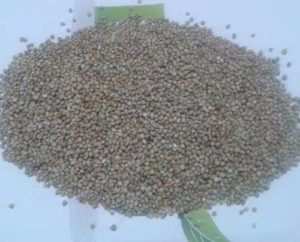 Indian Green Millet