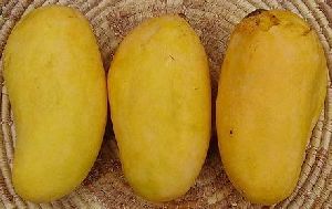 Fresh Chaunsa Mango