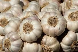 Fresh Indian Garlic