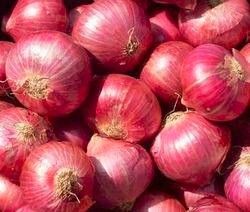 Onion