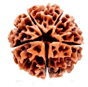 Five (Panch) Mukhi Rudraksha Beads