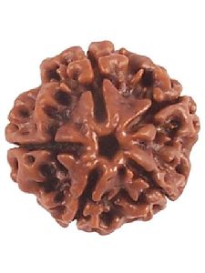 Four (Char) Mukhi Rudraksha Beads