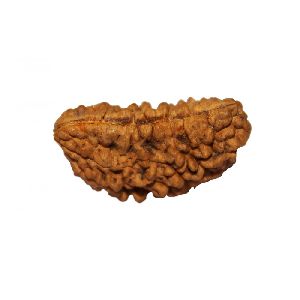 One (Ek) Mukhi Rudraksha Beads