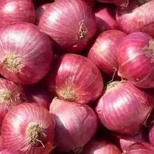 Fresh Onion