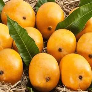 Fresh Alphonso Mango