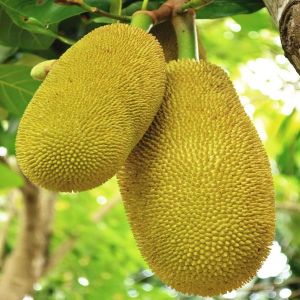 Green Jackfruit