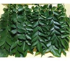 Organic Curry leaves