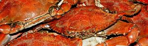 Mud Crab