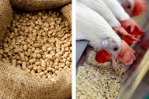 Poultry Feeds