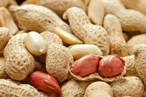 Groundnut in Shell