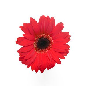 Natural Fresh Gerbera