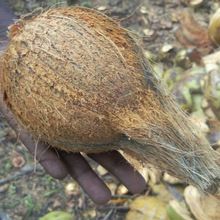 100% Natural Fresh Indian Coconut