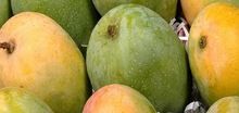 Organic Indian Mango Fruit