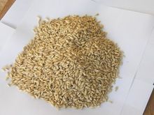 Barley