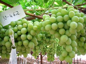 Grapes