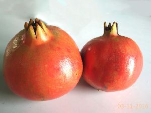 Pomegranate